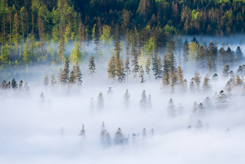 Poranne mgły w Beskidzie Śląskim, fotografia wykonana ze szczytu Ochodzitej w kierunku południowym podczas letniego wschodu słońca. Mgły pięknie przelewały się przez okoliczne wzgórza tworząc niepowtarzalne krajobrazy. 