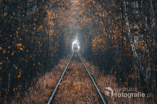 Wiele osób, które widziało tą fotografię pytało mnie czy  przedstawia ona tunel miłości w Klewaniu (Ukraina). Wszyscy byli zaskoczenie gdy odpowiadałem, że zdjęcie zostało zrobione w Sosnowcu (woj. Śląskie). Niestety po dwóch tygodniach od odkrycia przeze mnie tego miejsca drzewa zostały wycięte. Bardo nad tym ubolewam.