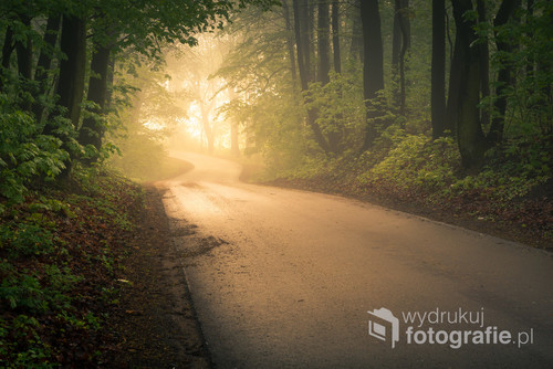 Droga przez las w mglisty poranek