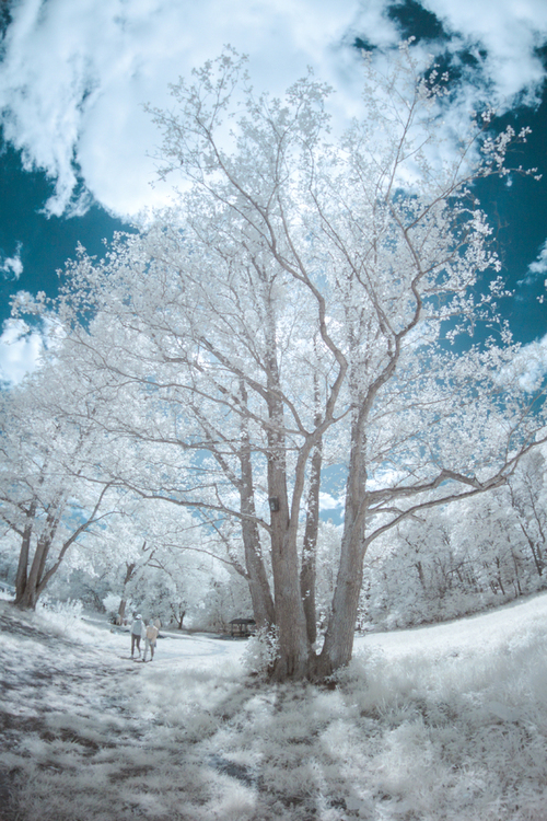 Dumne drzewo oraz jego cień. Zdjęcie wykonane w technice podczerwieni (infrared). Polana nad Goplaną 