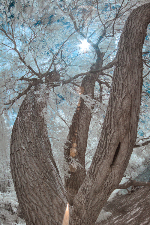 Wyjątkowe drzewo, które wymagało uwiecznienia. Z jednego korzenia wyrosły trzy potężne, powyginane konary. Zdjęcie typu fisheye wykonane techniką podczerwieni (Infrared)