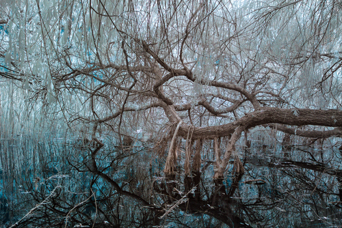 Wyjątkowe zdjęcie przedstawiające ukryte pod potężną wierzbą gałąź drzewa, które to korzysta z położenia nad taflą wody i wykształcając mniejsze korzenie posila się życiodajną wodą z jeziora Goplany. Fotografia wykonana techniką podczerwieni (Infrared)
