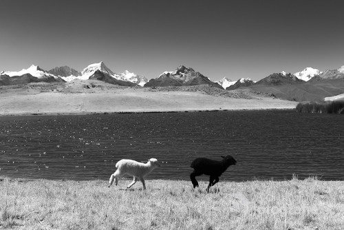 Fotografia została stworzona w okolicy jeziora Wilkakocha w najwyższym paśmie górskim Peru - Cordillera Blanca. Owce beztrosko hasają po malowniczych polanach w towarzystwie pięcio- i sześciotysięcznych białych olbrzymów.