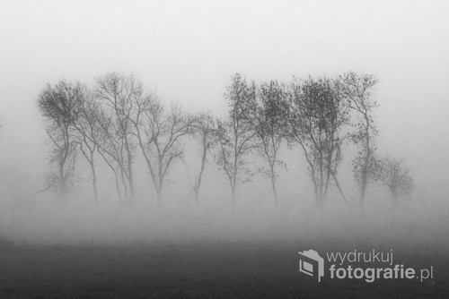 Zdjęcie zrobione gdzieś w polu koło Kalisza - mgła nisko, chmury nieco wyżej, pośrodku korony drzew.