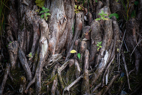 Zdjęcie korzeni drzewa, odsłonięte przez wodę. Interpretacja należy do patrzącego :)