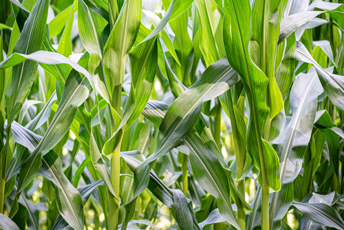 Zdjęcie liści w polu kukurydzy, spodobały mi się trochę chaotyczne, a trochę geometryczne kształty.