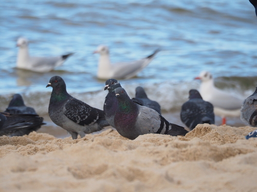Dokarmianie ptaków na plaży w Międzyzdrojach ziarnem
