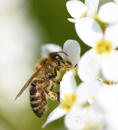 Pszczoła na kwiatku w trakcie zbierania pyłku.