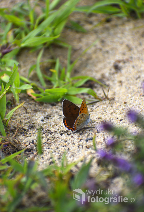 Motyl Perłowiec malinowiec na piaskowej polanie
