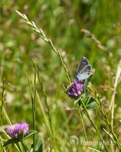 Motyl Mnogooczak ikar wśród polnych kwiatów.