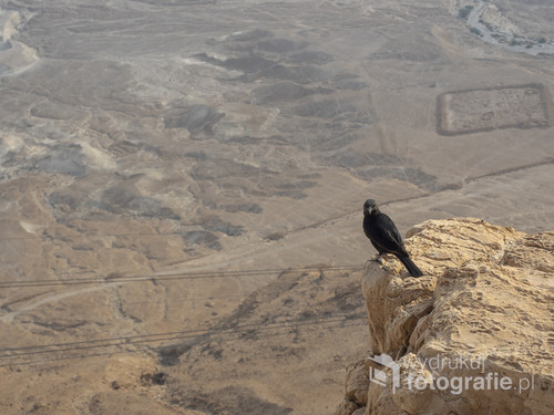 Zdjęcie czarnotki arabskiej zrobione podczas odwiedzin starożytnej twierdzy Masada w Izraelu. Na drugim planie Pustynia Judzka. 