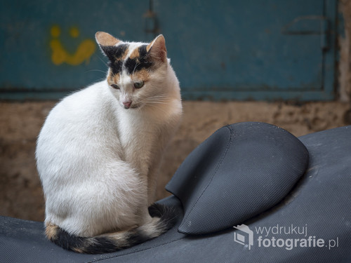 Uwielbiam fotografować koty. Są one niesamowicie fotogeniczne. Tym razem była to zamyślona kotka spotkana podczas zwiedzania Akki w Izraelu. 