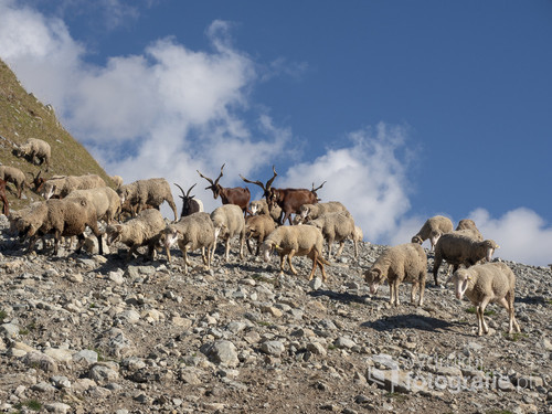 Niezapomniane spotkanie stada kóz i owieczek na szlaku do Lac Blanc w Alpach. Gdy patrzę na to zdjęcie do tej pory słyszę dźwięk dziesiątek dzwoneczków oraz beczenie owieczek. 