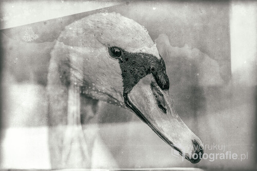 głowa łabędzia spoglądającego z ciekawością, zdjęcie zrobione z bardzo bliskiej odległości, obróbka w wersji czarno-białej w formule starej podniszczonej fotografii