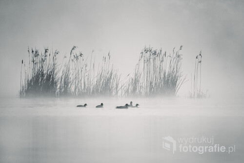 otulone mgłą trzciny i ptaki podczas lipcowego poranka