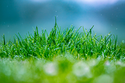deszcz, trawa, soczysta zieleń czyli lekki oddech wiosny 