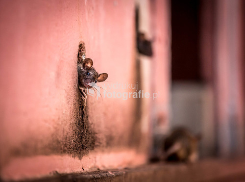 Świątynia Karni Maty w Indiach, 2015
Fotografia otrzymała wiele nagród, m.in.:
- TOP20 National Geographic 2015
- Najlepsze Zdjęcie Wystawy FOTOGLOB podczas imprezy KOLOSY 2015 