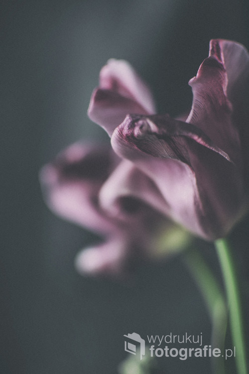 Kolejna seria zdjęć, tym razem kwiaty
Przekwitłe tulipany wcale nie są brzydkie... :)