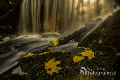 Zdjęcie zrobione na jednym z dopływów Drawy leśny strumyczek z ruinami młyna wodnego.