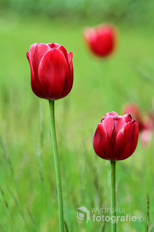 Czerwone tulipany. Łazienki Królewskie, Warszawa