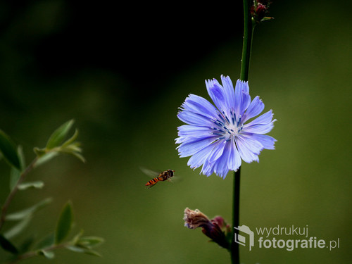 Cykoria podróżnik, (Cichorium intybus)
Chciałem wykonać zdjęcie pięknego kwiatu i trafił się również ten piękny owad.