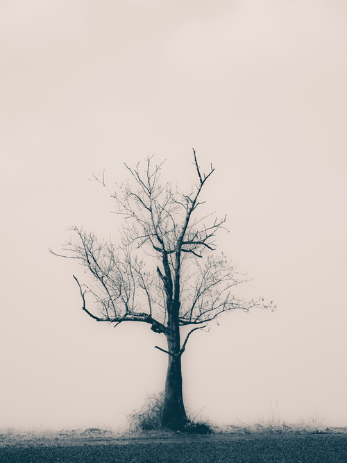 Fotografia przedstawia samotne drzewo.Tytułem i kompozycją chciałem nawiązać do kondycji środowiska naturalnego i to jak na nie wpływa człowiek.Kompozycję wykonałem w Marcu 2022r