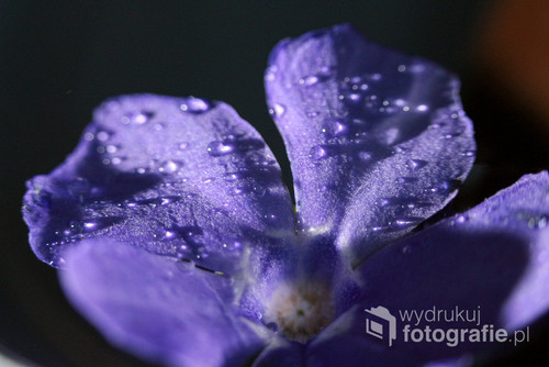 Kwiaty pływające po wodzie i oświetlone z boku wychodzą naprawdę ciekawie na zdjęciach. 