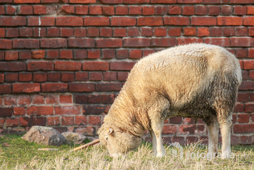 Najzwyklejsza w świecie owca jedząca trawę na tle ceglanego murku. 