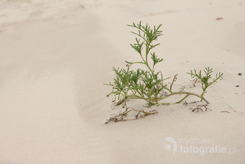 Na plaży zazwyczaj nie ma roślin, niektóre jednak zdobywają się na odwagę i wyrastają na piasku, który co rusz jest zmiatany przez wiatr, lub zalewany przez wodę morską. 