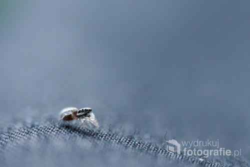 Skakuny to pająki, które polują w charakterystyczny sposób, podchodzą do ofiary, aby następnie na nią skoczyć.
Zdjęcie wykonane przy użyciu pierścienia odwrotnego mocowania - pozwala on na uzyskanie bardzo płytkiej głębi ostrości. 