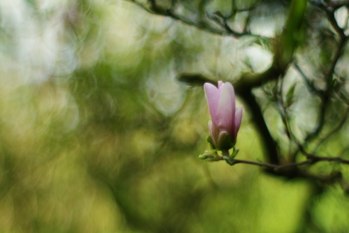 raz do roku powstają trzy zdjęcia magnolii, w tm roku obiektywem yashica tomioka 55mm.