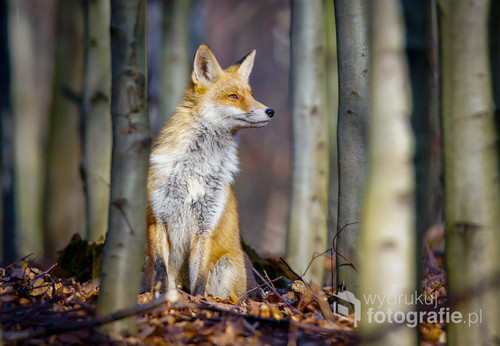 Fotografia,przedstawia lisa w bukowym lesie w wsi Bełsznica,siedząc,wygrzewał się w słonku w styczniu.