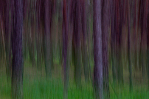 Las sosnowy okolice Słowińskiego PN, czerwiec 2021.
Obraz powstał w technice mototypii - ruch, rozmycie jest efektem uzyskanym podczas wykonywania zdjęcia, poprzez poruszenie obiektywem, a nie w procesie postprodukcji
