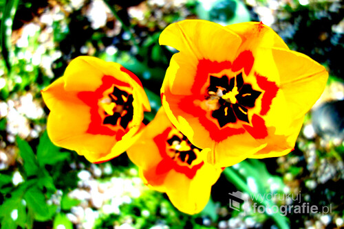 Trzy rozkwitnięte żółte tulipany.            