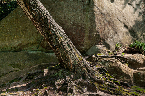 Samotne drzewo na skałach w rezerwacie Prządki pod Krosnem.