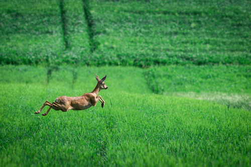 Sarna uciekająca przez zielone pola, sfotografowana w trakcie skoku