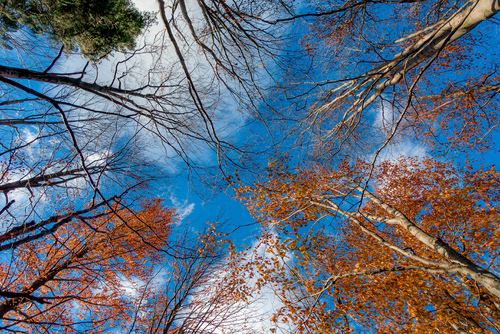 Widok w górę na jesienne drzewa w Beskidzie Żywieckim, z niebieskim niebem w tle.