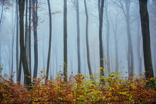 Bukowy las we mgle 