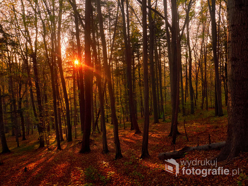 Fotografia przedstawia zachód słońca w lesie.
