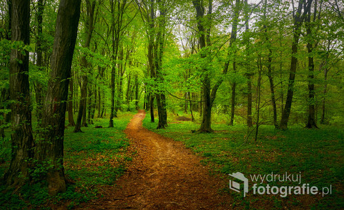 Fotografia przedstawia piękno wiosennego lasu,została wykonana w Beskidzie Niskim.
