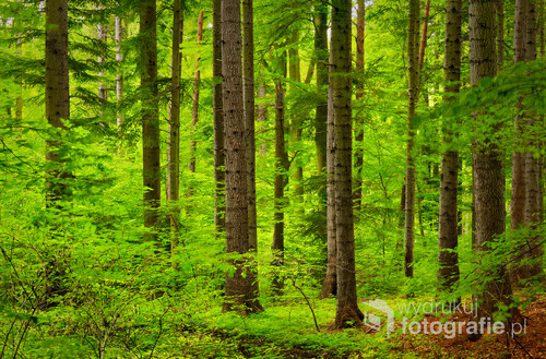 fotografia przedstawia las jodłowy wykonana została na podkarpaciu