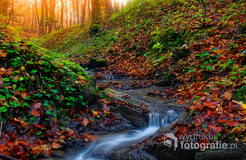fotografia przedstawia leśny potok