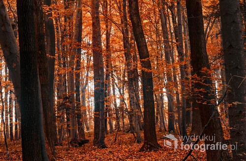 Fotografia przedstawia jesienny las