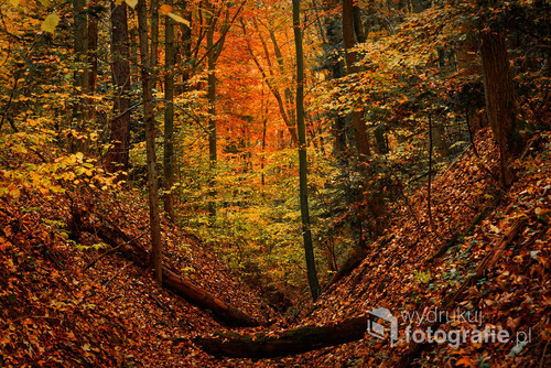 Fotografia została wykonana w pięknym jesiennym wąwozie