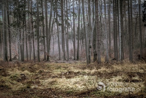 Lasy iglaste Gór Opawskich na tle suchych jesiennych traw wyglądają tajemniczo