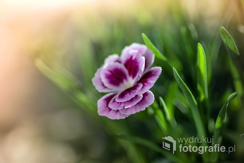 Fotografia makro kwiatka