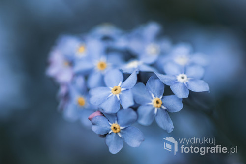 błękitne kwiatuszki w naturalnym środowisku