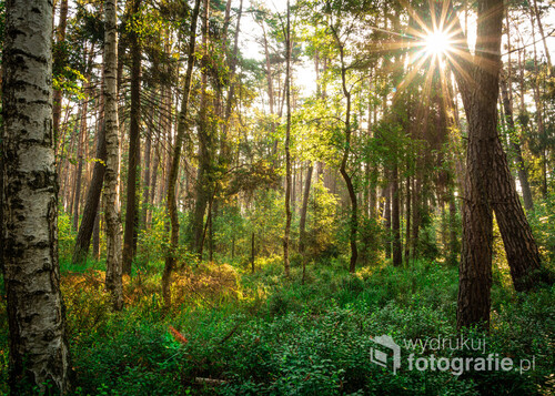 Las mieszany gdzieś w Polsce