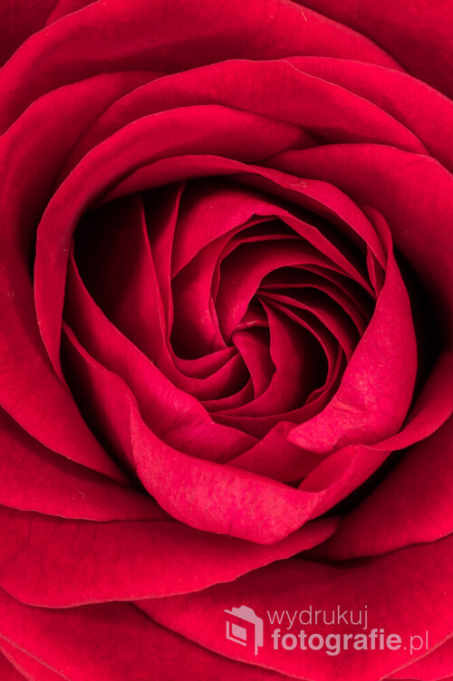 Makrofotografia kwiatu róży
