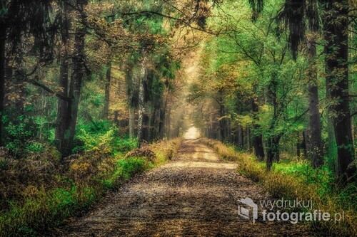 Leśna ścieżka w jesiennym borze